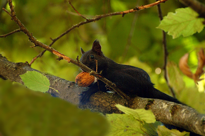 scoiattolo controluce:consigli